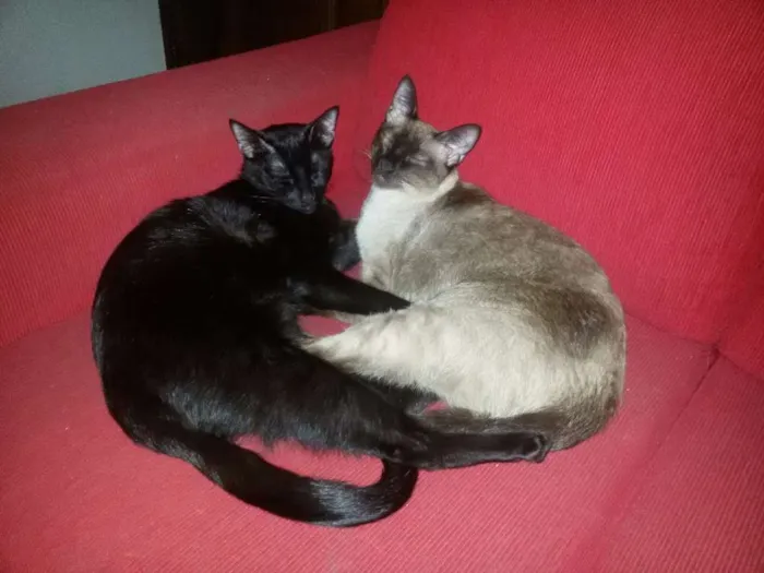 Gato ra a SRD idade 1 ano nome Kick e Max