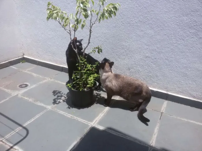 Gato ra a SRD idade 1 ano nome Kick e Max