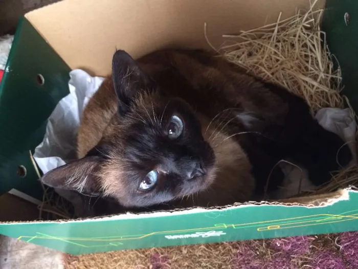 Gato ra a Siamês idade 6 ou mais anos nome Miudinha