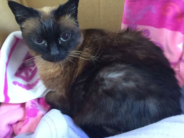 Gato ra a Siamês idade 6 ou mais anos nome Miudinha