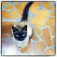 Miudinha