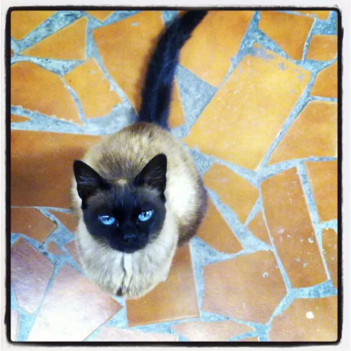 Gato ra a Siamês idade 6 ou mais anos nome Miudinha