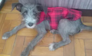 Cachorro raça SRD idade 7 a 11 meses nome Lilica