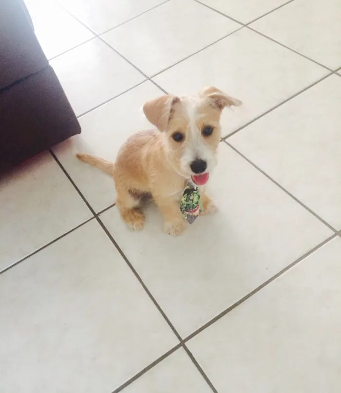 Cachorro raça Híbrido ( mistura de poodle com yorkshire)  idade 7 a 11 meses nome Thor
