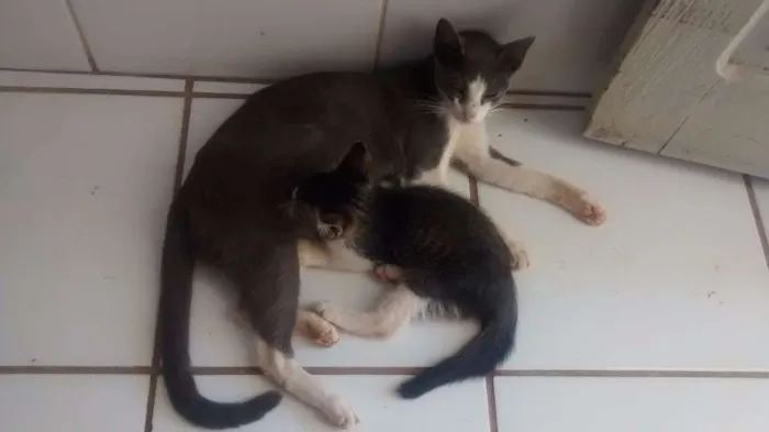 Gato ra a indefinido idade 2 a 6 meses nome sem nomes