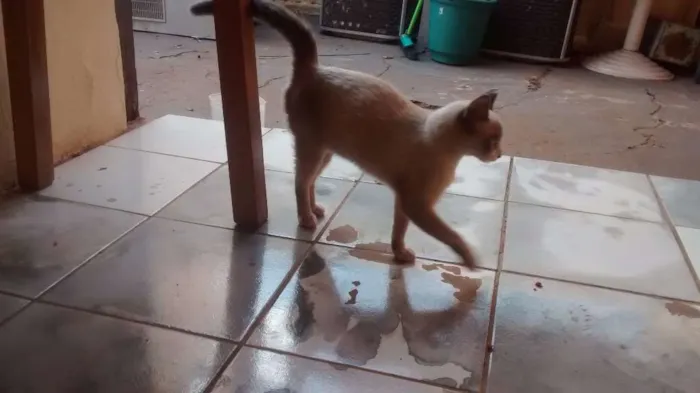 Gato ra a indefinido idade 2 a 6 meses nome sem nomes