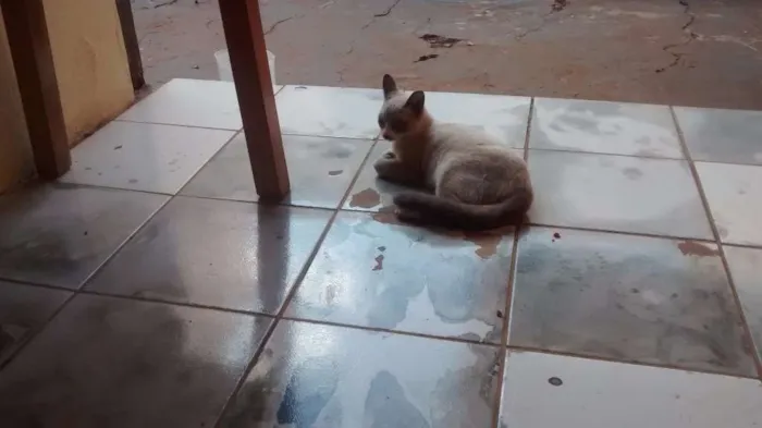 Gato ra a indefinido idade 2 a 6 meses nome sem nomes