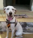 Toddy