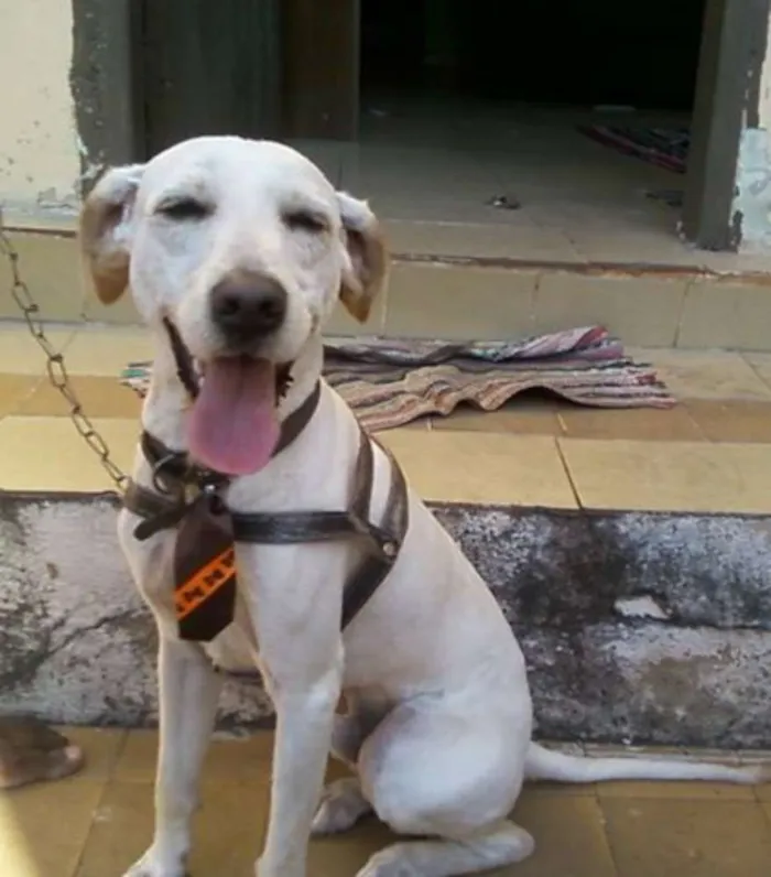 Cachorro ra a Mista idade 2 anos nome Toddy