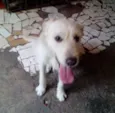 Toddy