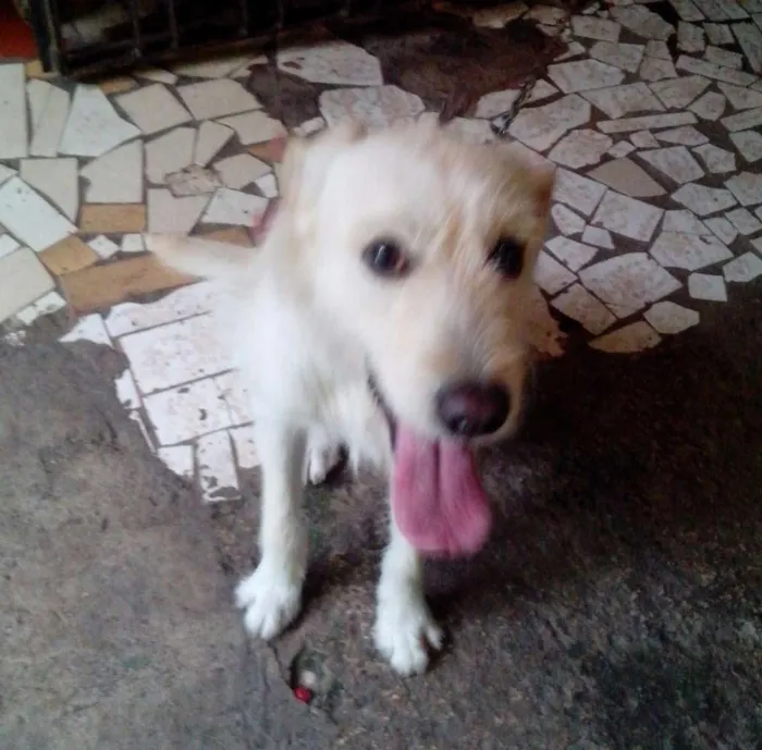 Cachorro ra a Mista idade 2 anos nome Toddy