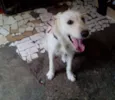Toddy