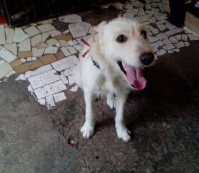 Cachorro ra a Mista idade 2 anos nome Toddy