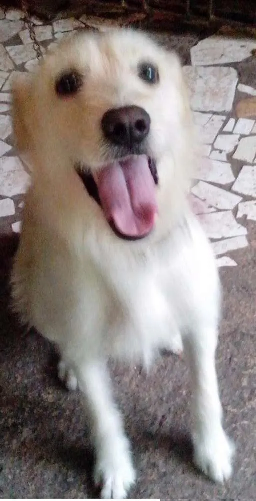 Cachorro ra a Mista idade 2 anos nome Toddy