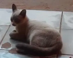 Gato raça indefinido idade 2 a 6 meses nome sem nomes