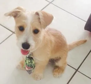 Cachorro raça Híbrido ( mistura de poodle com yorkshire)  idade 7 a 11 meses nome Thor