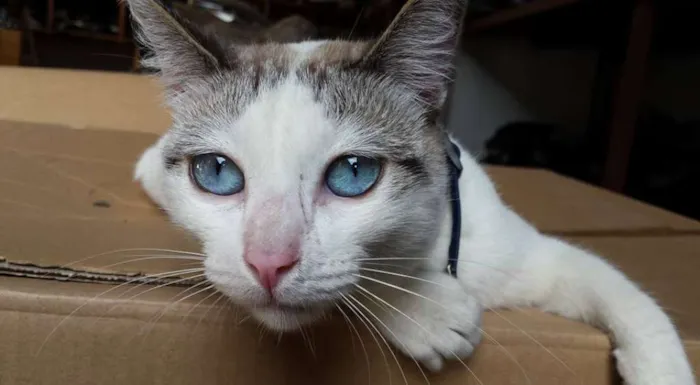 Gato ra a SRD idade 7 a 11 meses nome Catita
