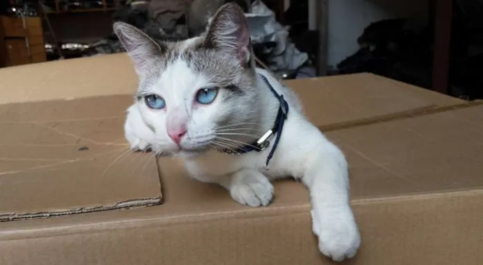Gato ra a SRD idade 7 a 11 meses nome Catita