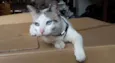Catita