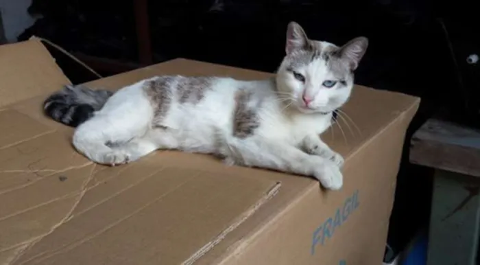 Gato ra a SRD idade 7 a 11 meses nome Catita
