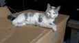 Catita