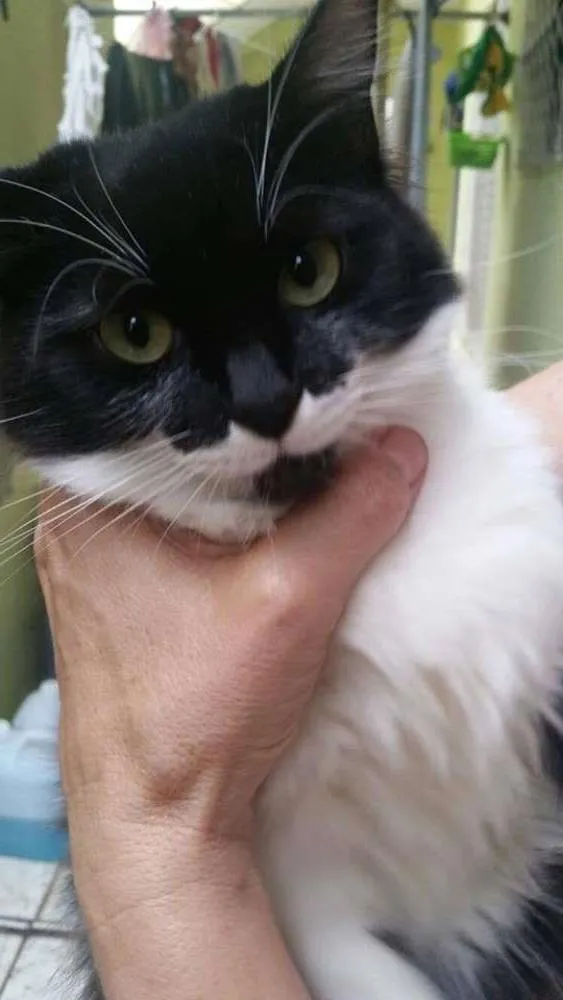Gato ra a SRD idade 7 a 11 meses nome Amora