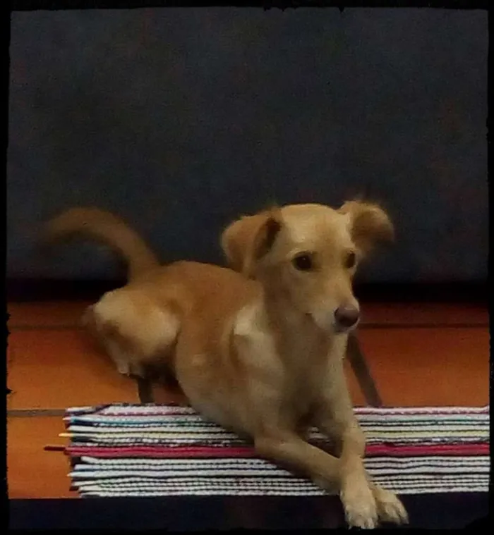 Cachorro ra a Indefinida idade 1 ano nome Mel