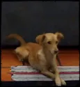 Mel