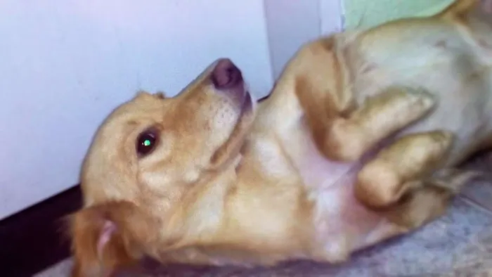 Cachorro ra a Indefinida idade 1 ano nome Mel