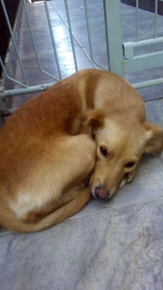 Cachorro ra a Indefinida idade 1 ano nome Mel
