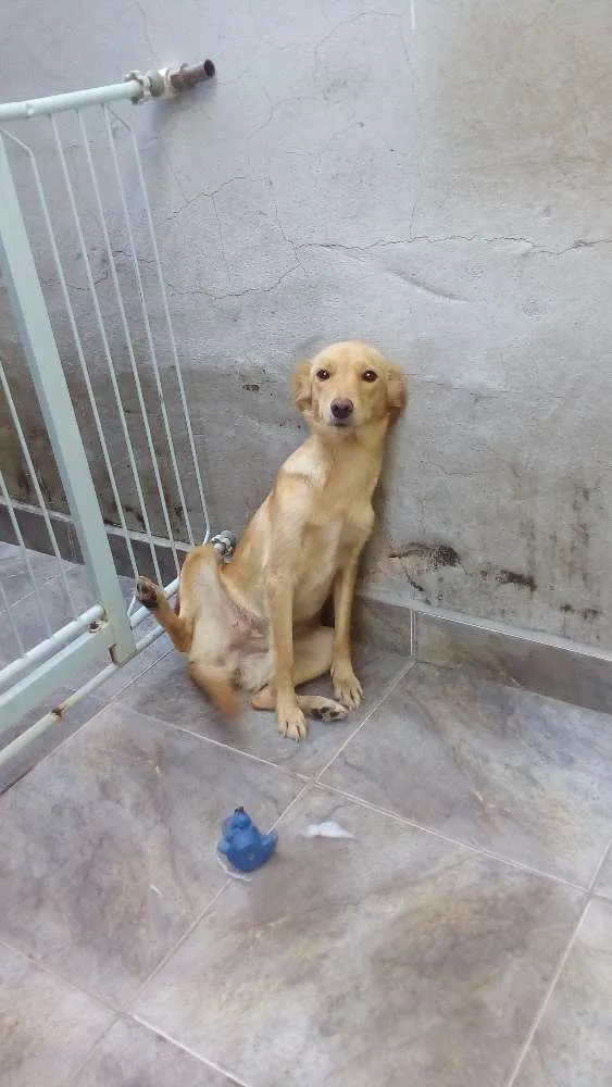 Cachorro ra a Indefinida idade 1 ano nome Mel