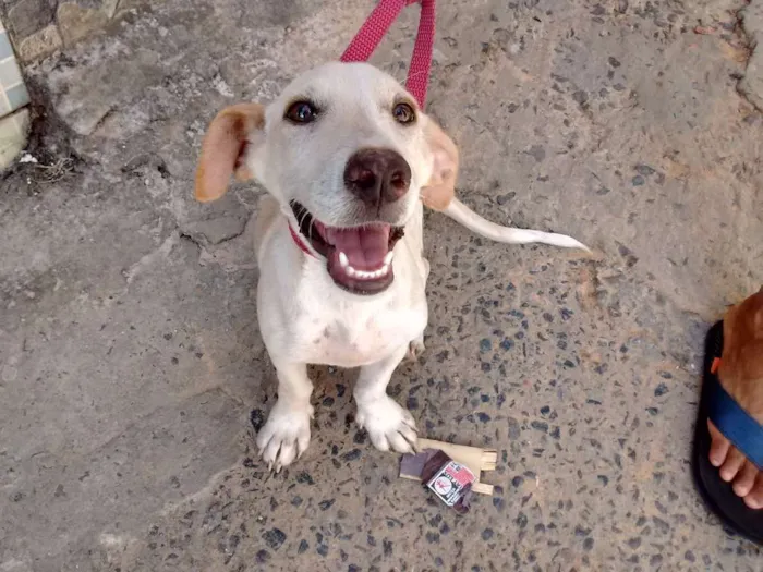 Cachorro raça  idade 7 a 11 meses nome Branca