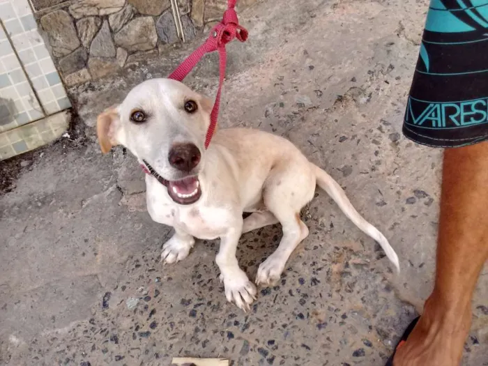 Cachorro raça  idade 7 a 11 meses nome Branca