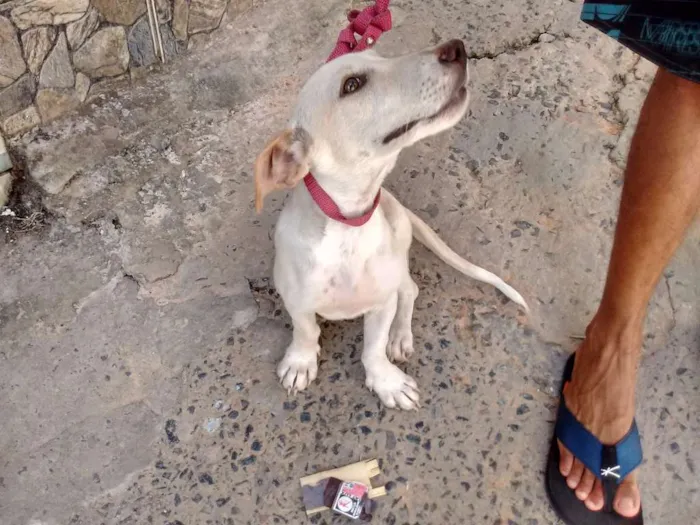 Cachorro raça  idade 7 a 11 meses nome Branca