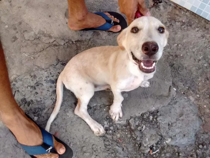 Cachorro raça  idade 7 a 11 meses nome Branca