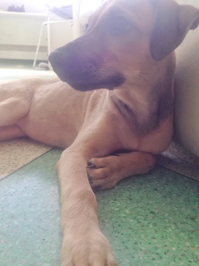 Cachorro ra a Srd  idade 2 a 6 meses nome Magali