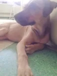 Magali