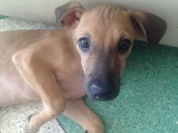 Cachorro ra a Srd  idade 2 a 6 meses nome Magali