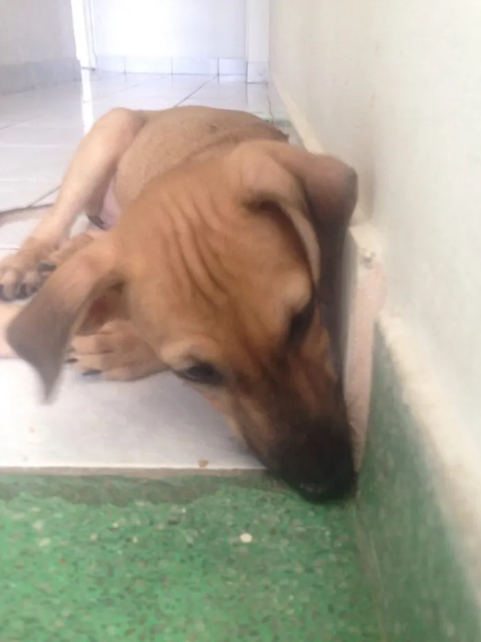 Cachorro ra a Srd  idade 2 a 6 meses nome Magali