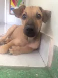 Magali