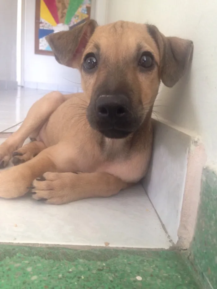 Cachorro ra a Srd  idade 2 a 6 meses nome Magali
