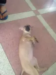 Magali