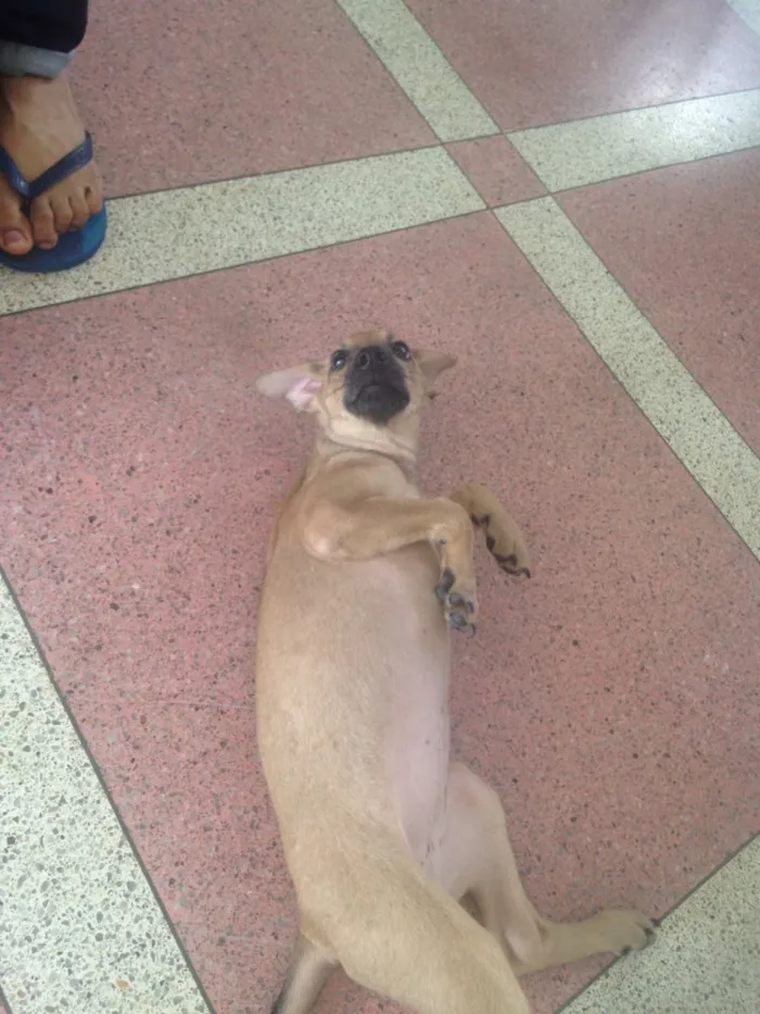 Cachorro ra a Srd  idade 2 a 6 meses nome Magali