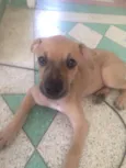 Magali