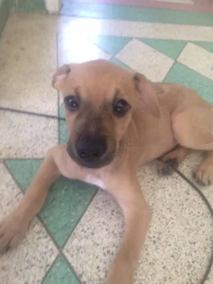 Cachorro raça Srd  idade 2 a 6 meses nome Magali