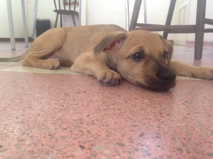 Cachorro ra a Srd  idade 2 a 6 meses nome Magali