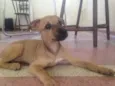 Magali