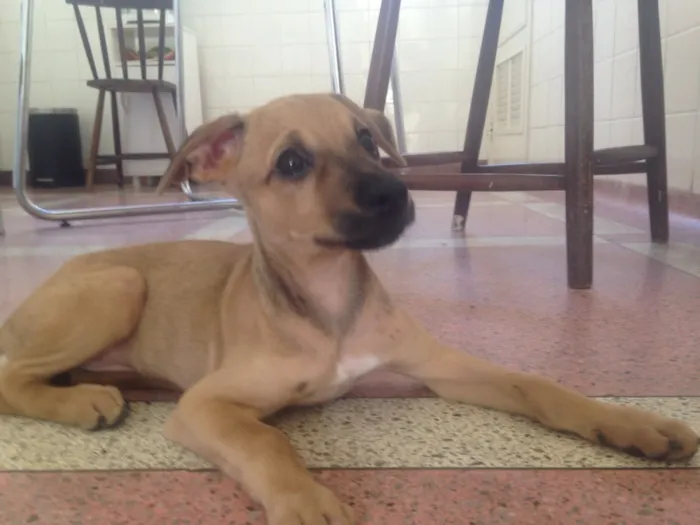 Cachorro ra a Srd  idade 2 a 6 meses nome Magali