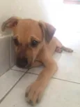 Magali