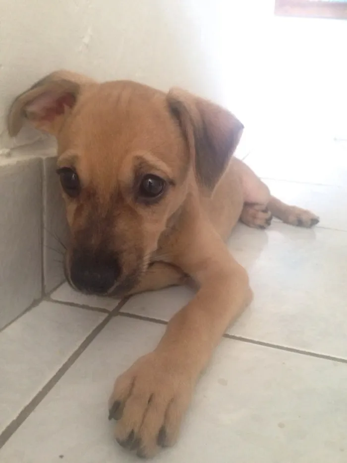 Cachorro ra a Srd  idade 2 a 6 meses nome Magali